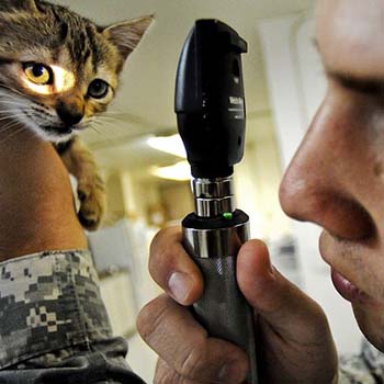 Serviços de Veterin&aacute;rios